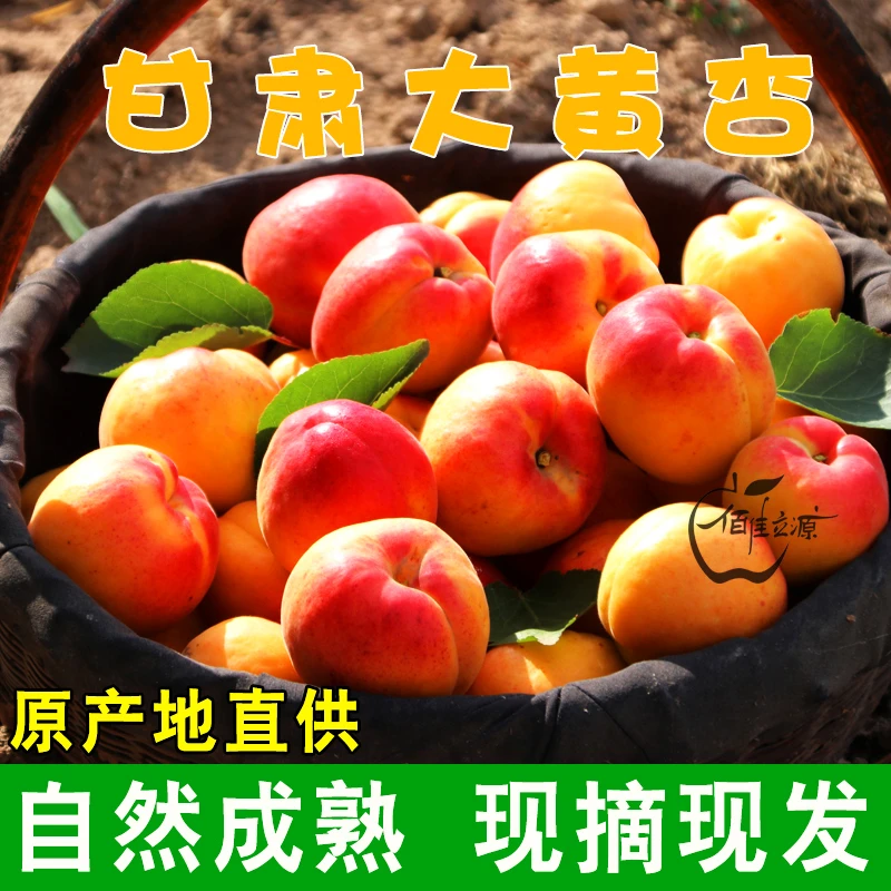 【顺丰包邮】甘肃大黄杏新鲜采摘应季产地现摘现发酸甜可口杏子5斤