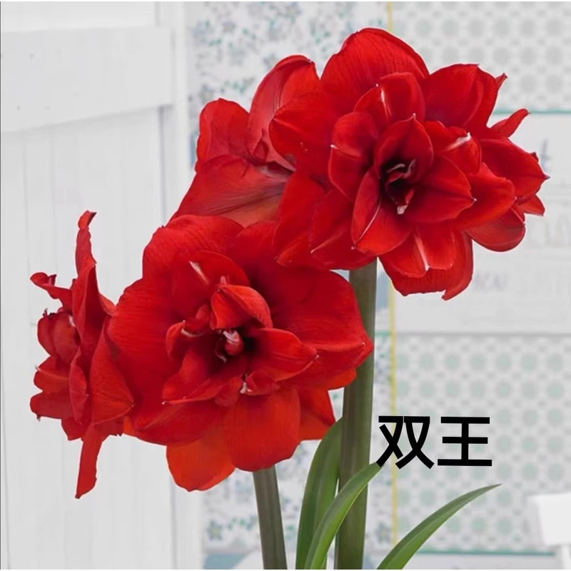 【双王】24/26 秘鲁 进口 洋朱顶红大种球双王