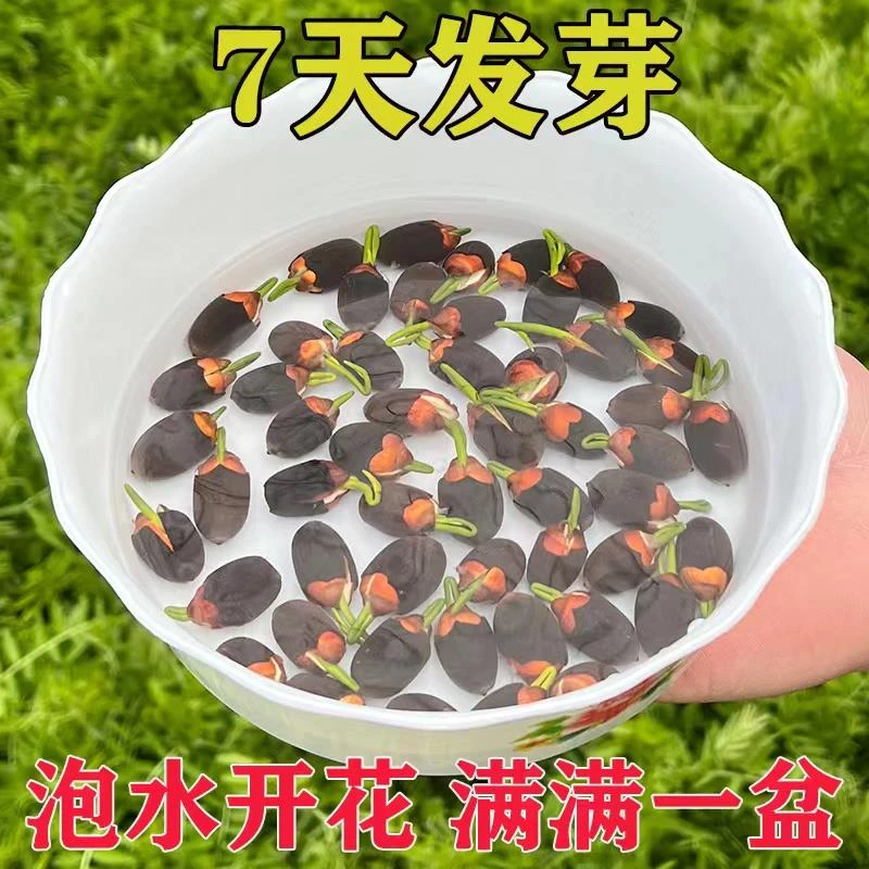 碗莲水培植物花卉室内花好养四季开花种子籽水培荷花盆栽客厅睡莲