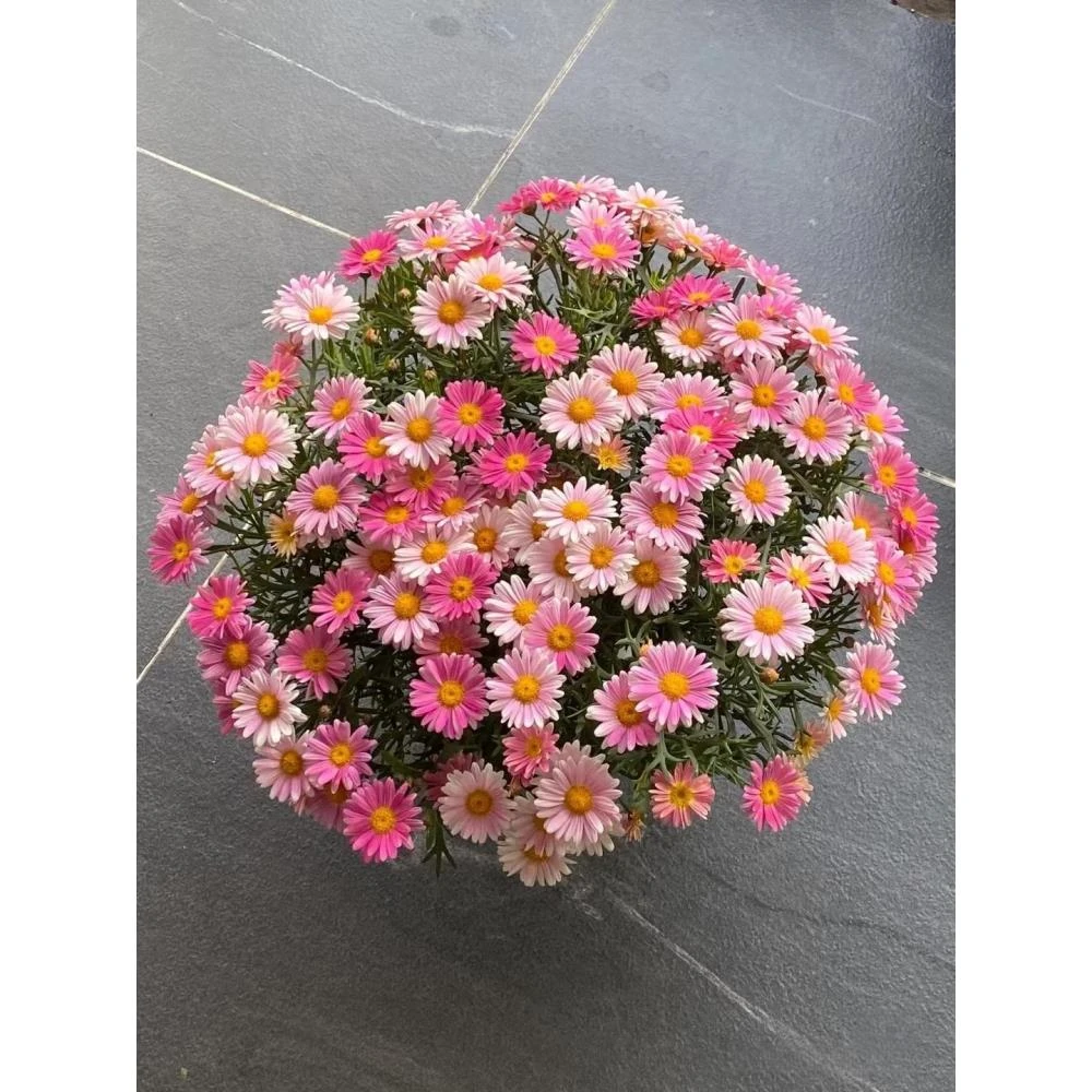玛格丽特花种籽子孑一年四季播种易活糖果菊小雏菊庭院阳台室内外