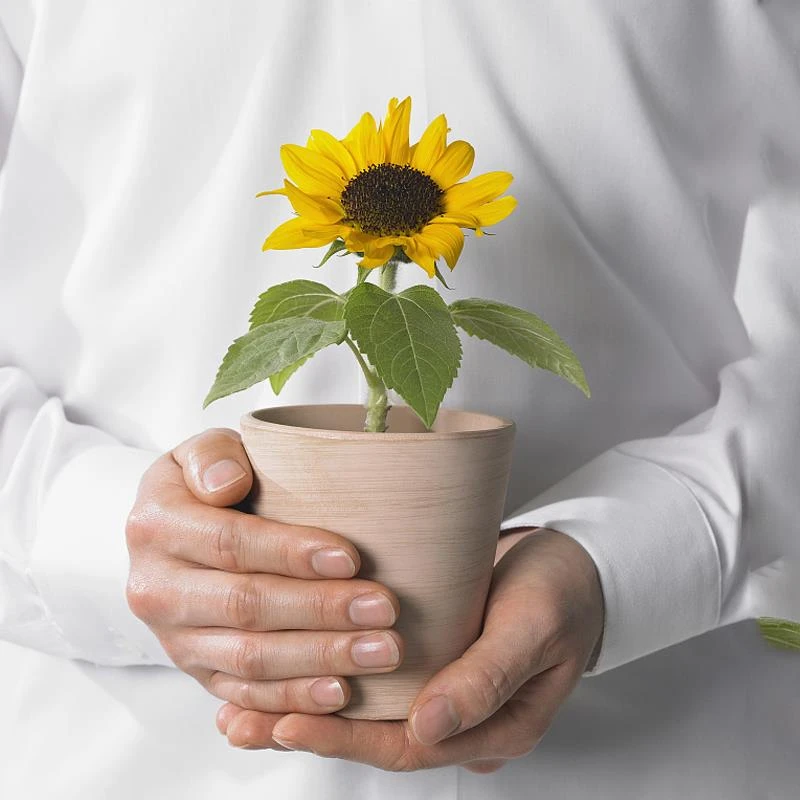 向日葵种孑矮生迷你室内阳台观赏盆栽花卉种籽庭院四季易种植种子