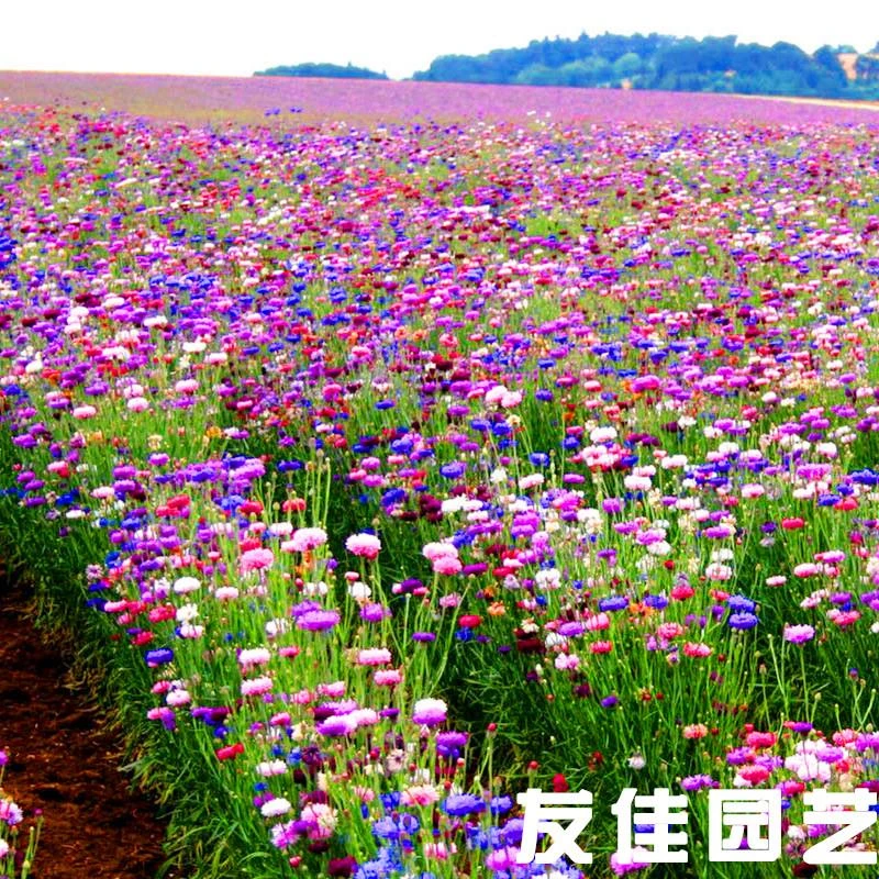 混色矢车菊花种籽子四季播种开花庭院景观花海景区花卉种子易种活
