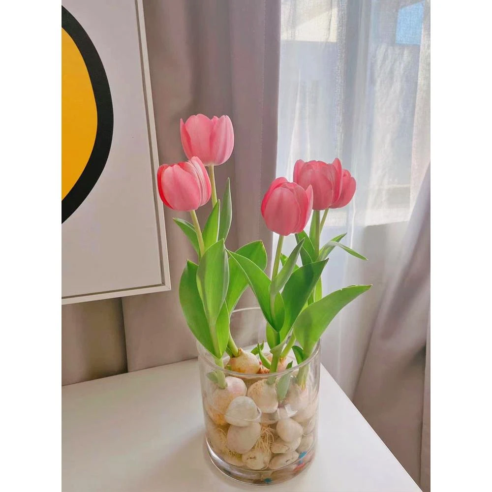 郁金香种球水培花卉盆栽植物四季开花带花苞好养活带芽花苗花种子