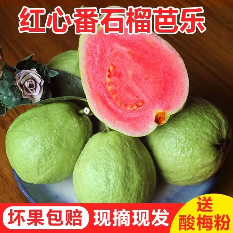 广西玉林红心番石榴坏果包赔口感好现摘现发树上新鲜采摘快递发货