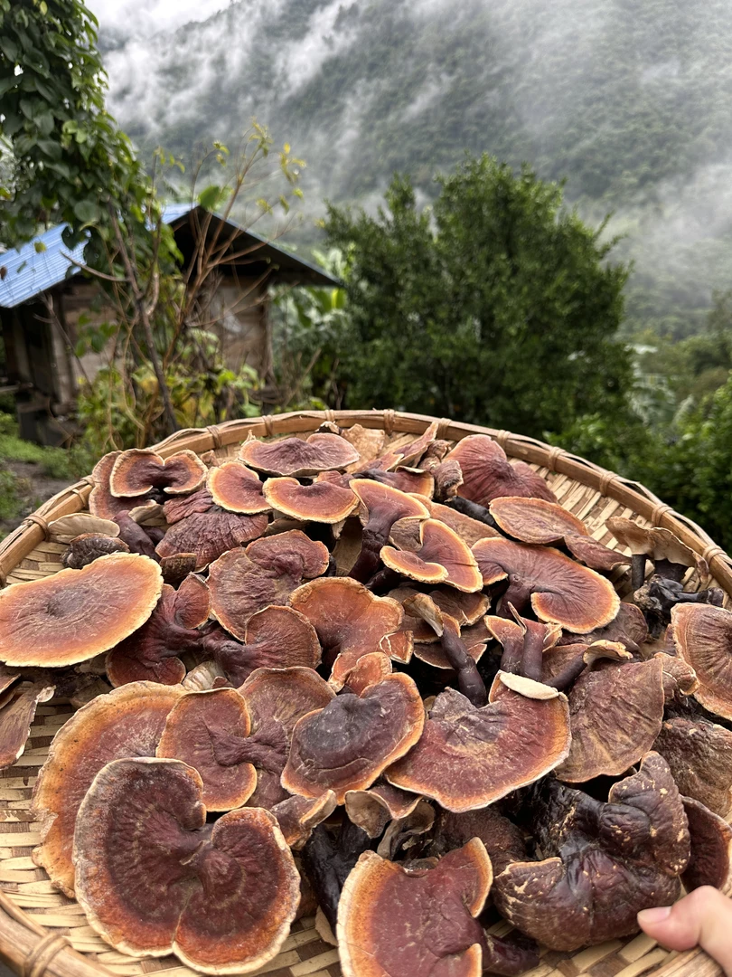 西藏林芝农家白肉灵芝传统滋养煲汤/泡酒200g