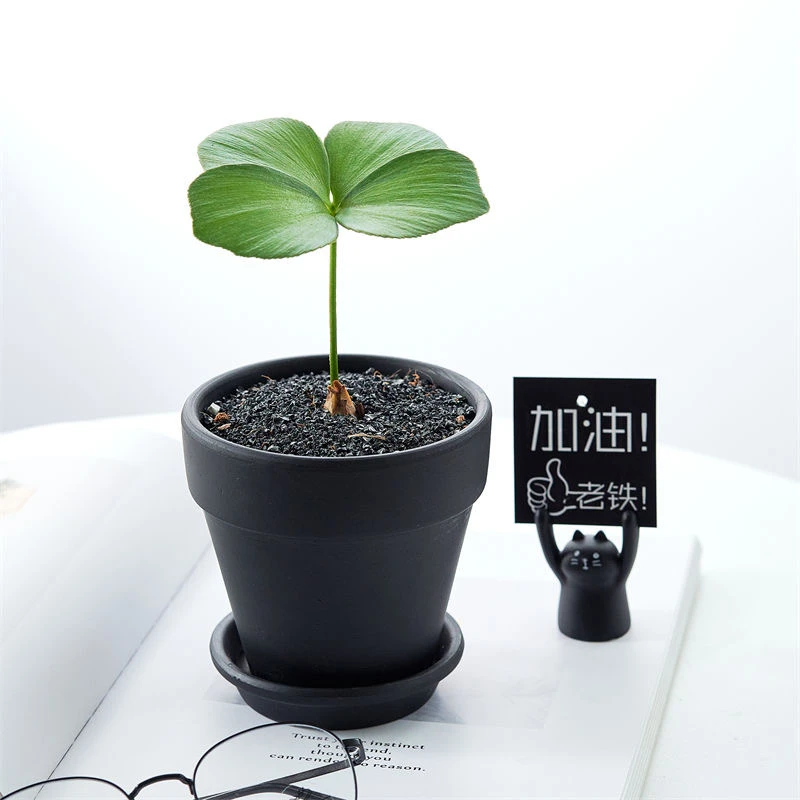 【黑色国际盆】陶土花盆经典高级陶土花盆尺寸齐新品工厂批发