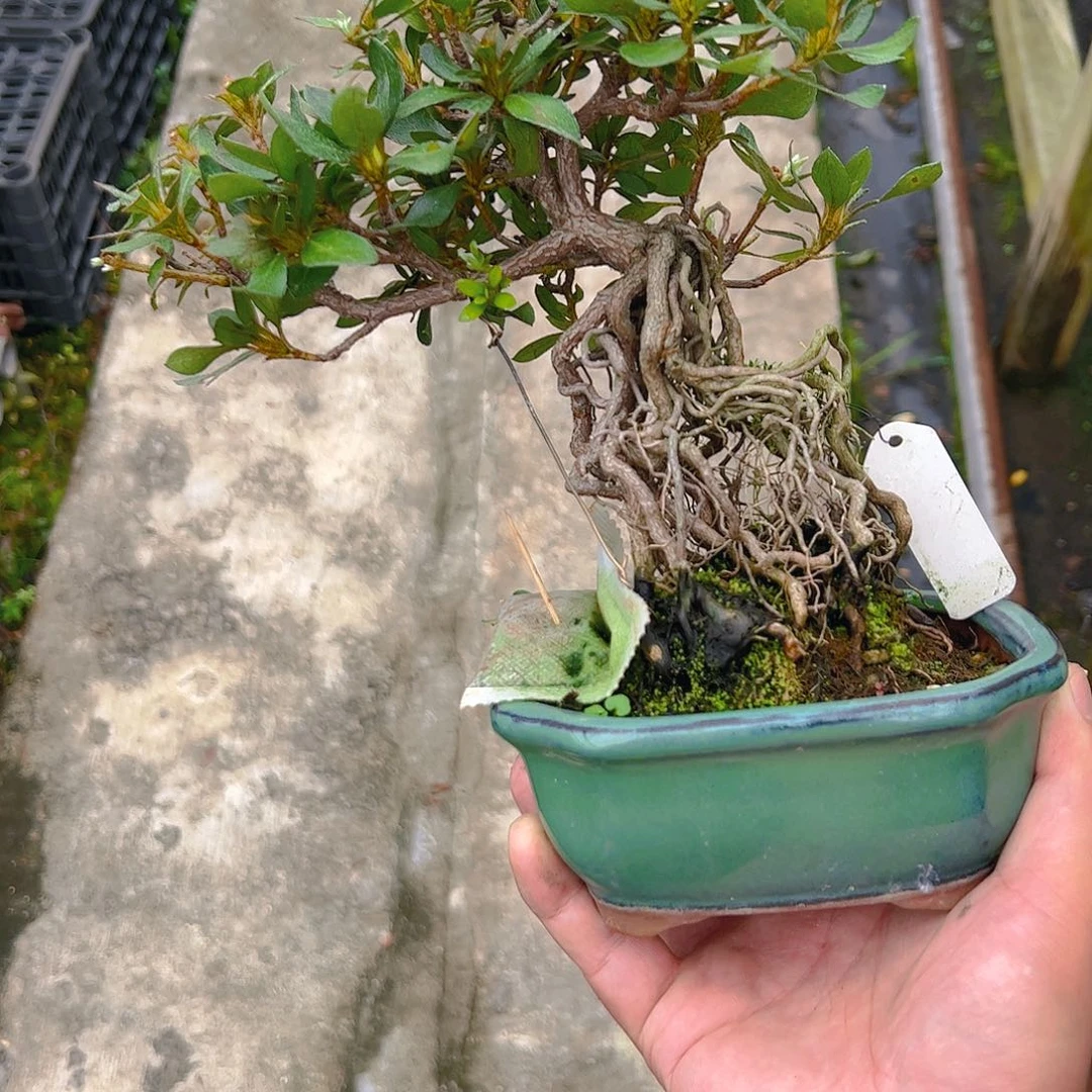 盆景盆景盆景盆景盆景不包邮东****9