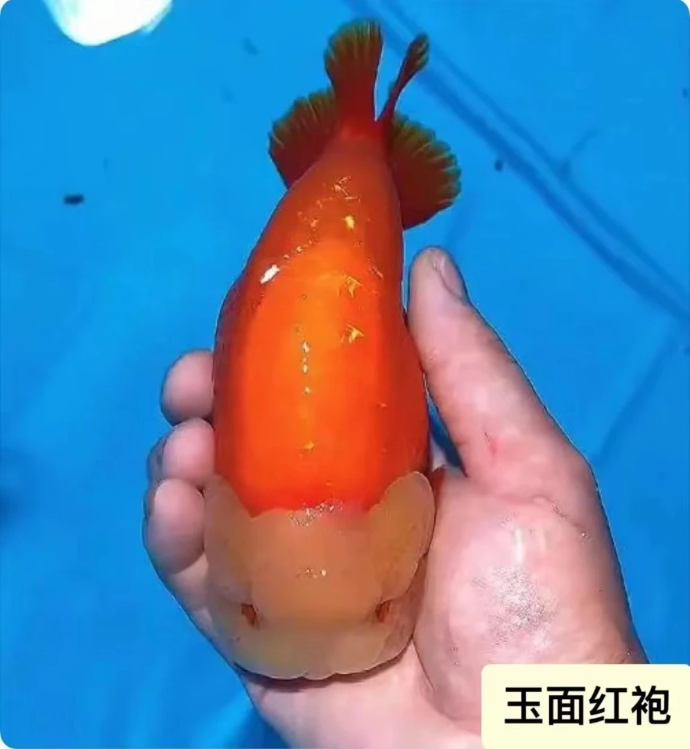 华鹏精品兰寿直播付款