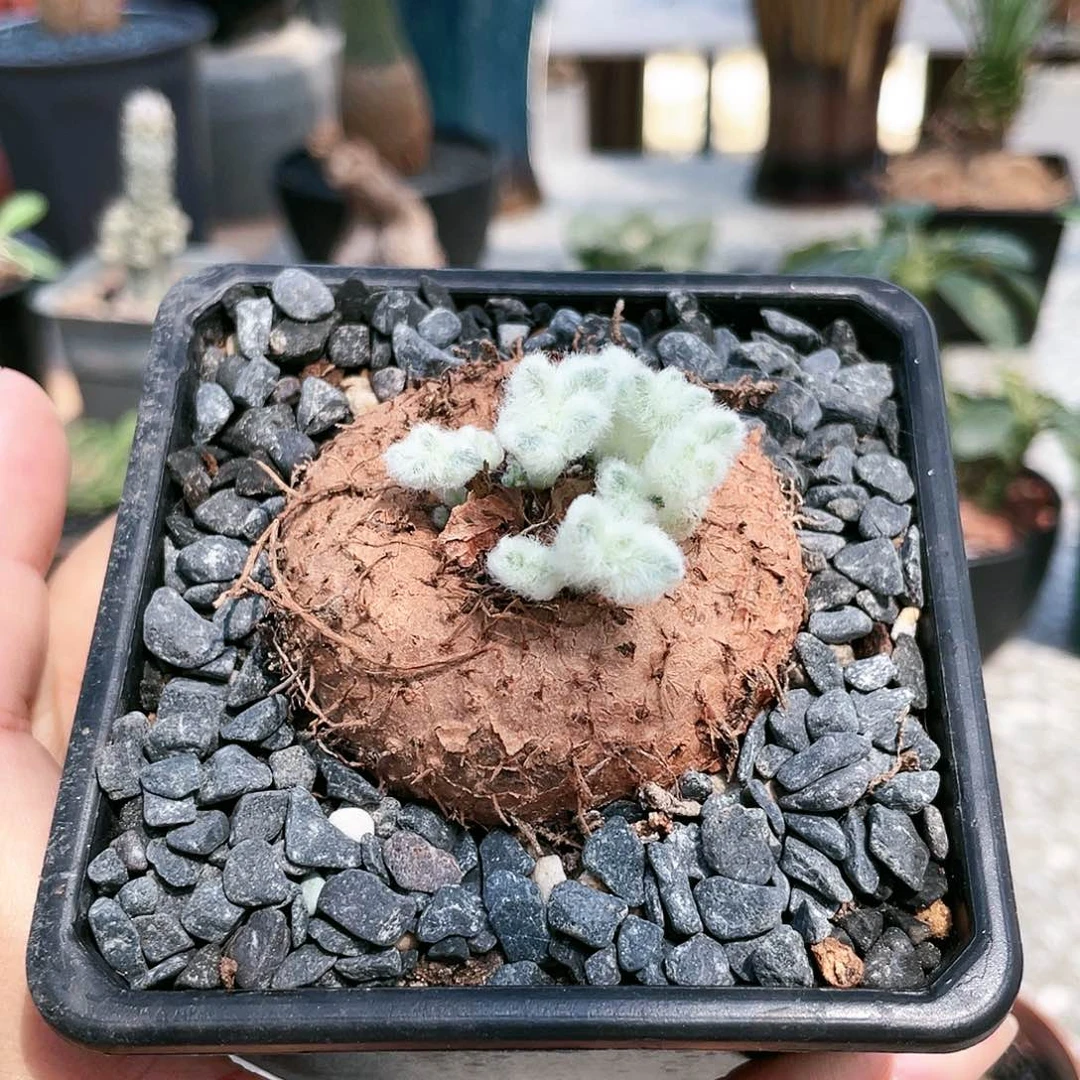 2222222222222222225.4公分