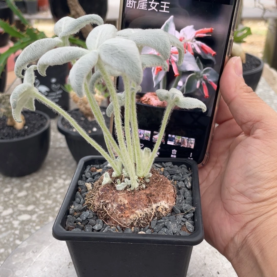 福利5.6公分222222222222222222