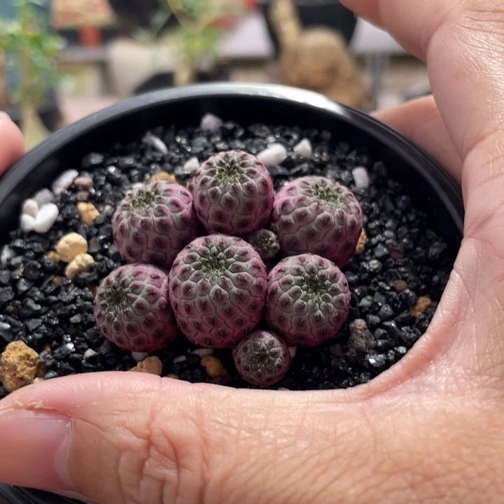 大萝卜腿6666666666666666