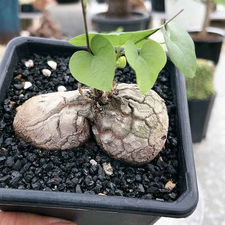 异形。葫芦型666666666666