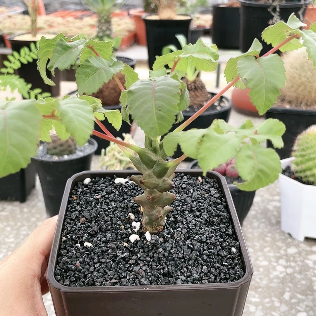 很香222222222222222222222