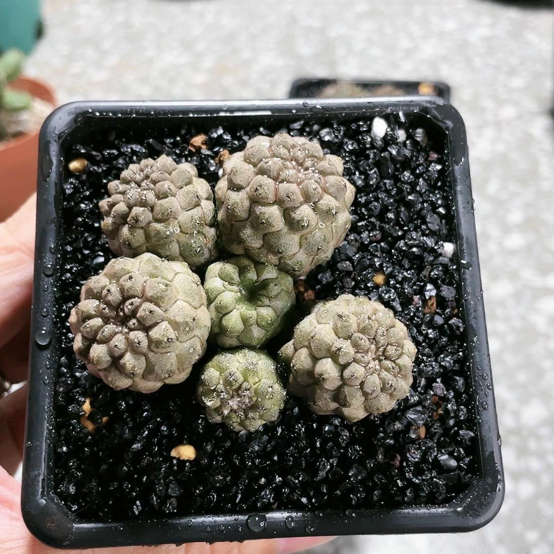 22222222222222222222