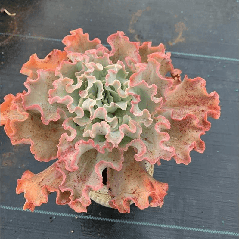 高砂之翁多肉 高沙 女王花笠 舞会红裙 包菜型多肉植物组合盆栽