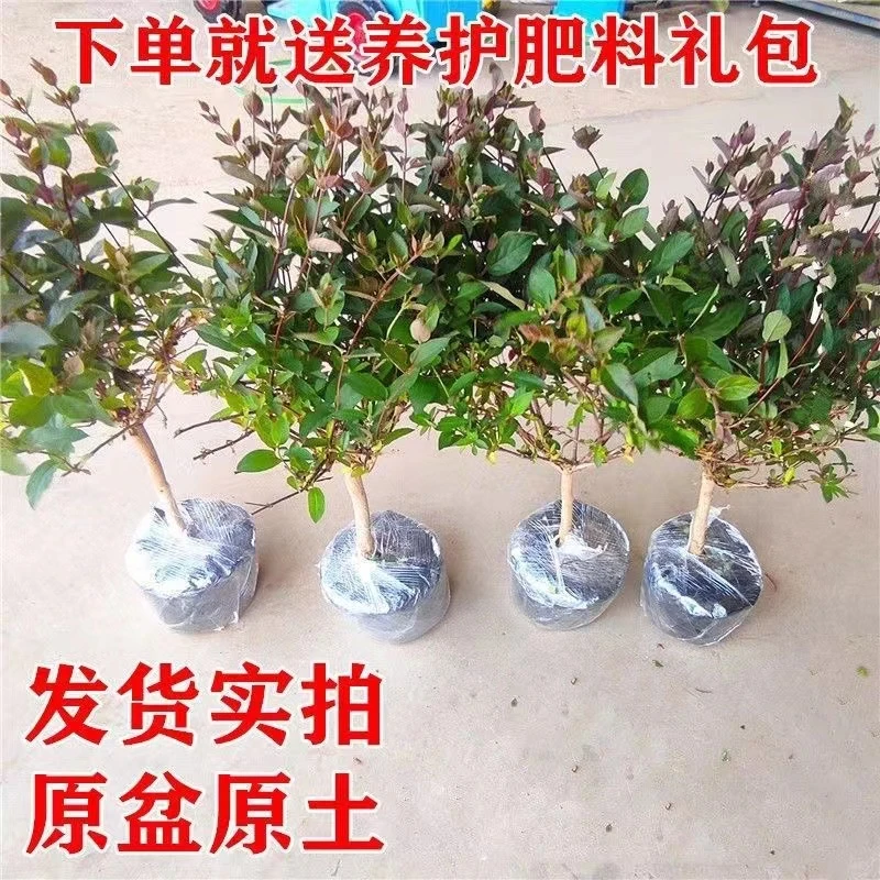 盆栽金银花苗金银花树苗红色金银花黄色金银花苗