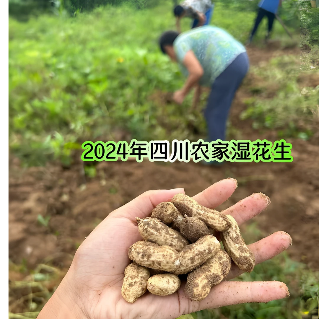 四川农家本地花生新鲜湿花生煮花生带壳花生1斤3斤5斤水煮生吃