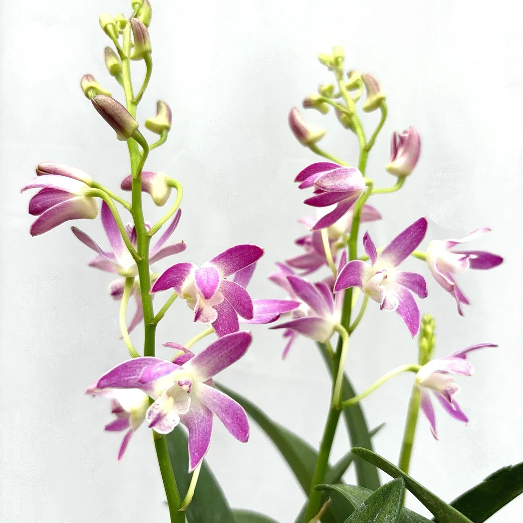 彩色澳洲石斛2盆（不挑品种）耐寒好养室内阳台云南鲜花绿植