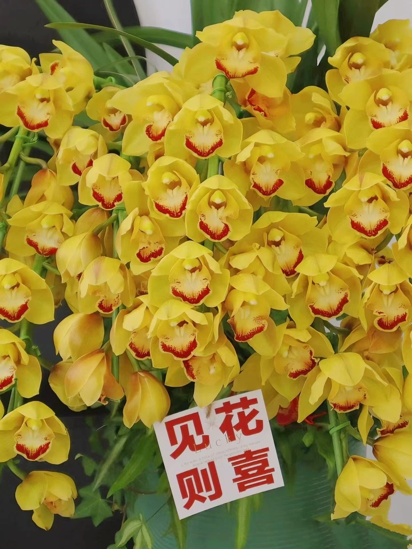 黄金岁月5支（基地)精致兰花金黄色耐寒好养兰云南鲜花绿植