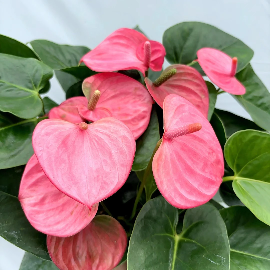 Serendipity (浪漫邂逅) 盆栽花烛属粉白好养花期长云南鲜花绿植
