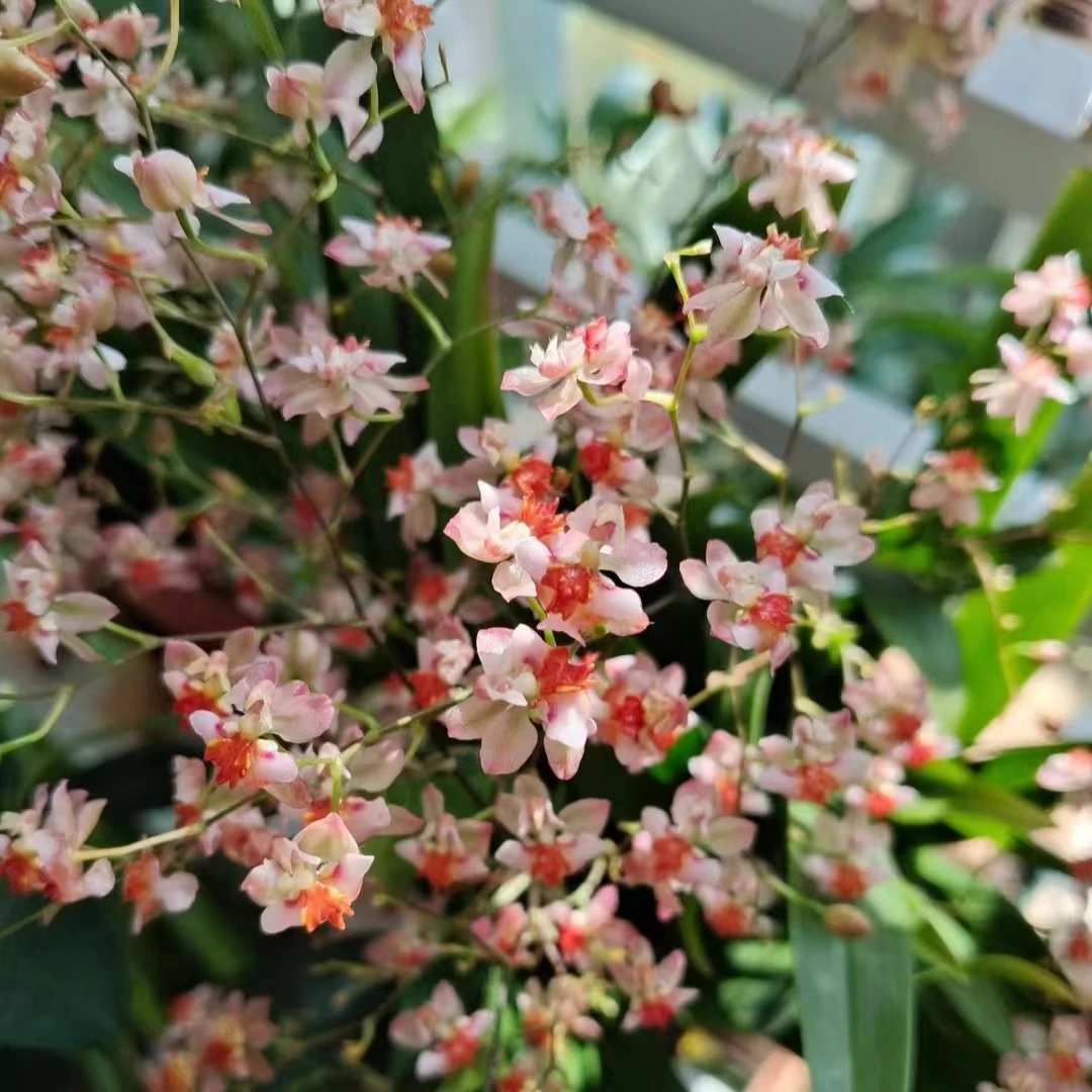 香槟粉梦香兰 精致爆花带香味耐寒好养兰花盆栽植物 云南鲜花绿植