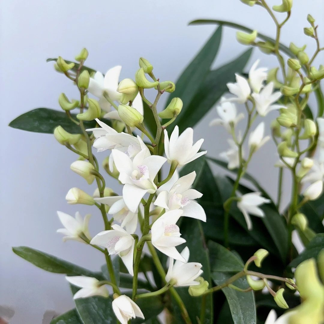 白色澳洲香水石斛 爆花耐寒好养室内阳台植物 云南鲜花绿植