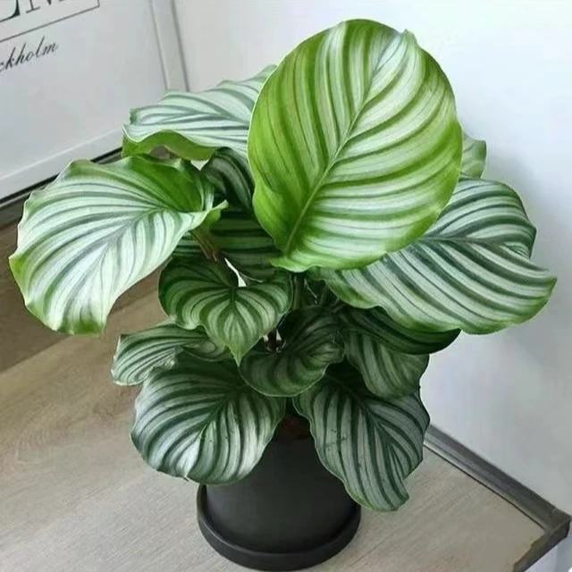 青苹果竹芋（新）精致绿色室内客厅阳台清新植物 云南鲜花绿植