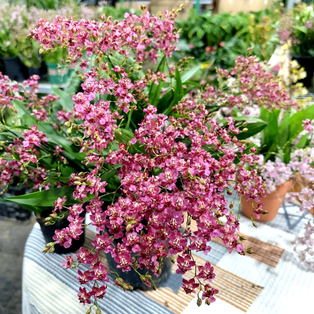 红色梦香兰10支(送套杯) 精致爆花带香味耐寒好养云南鲜花绿植