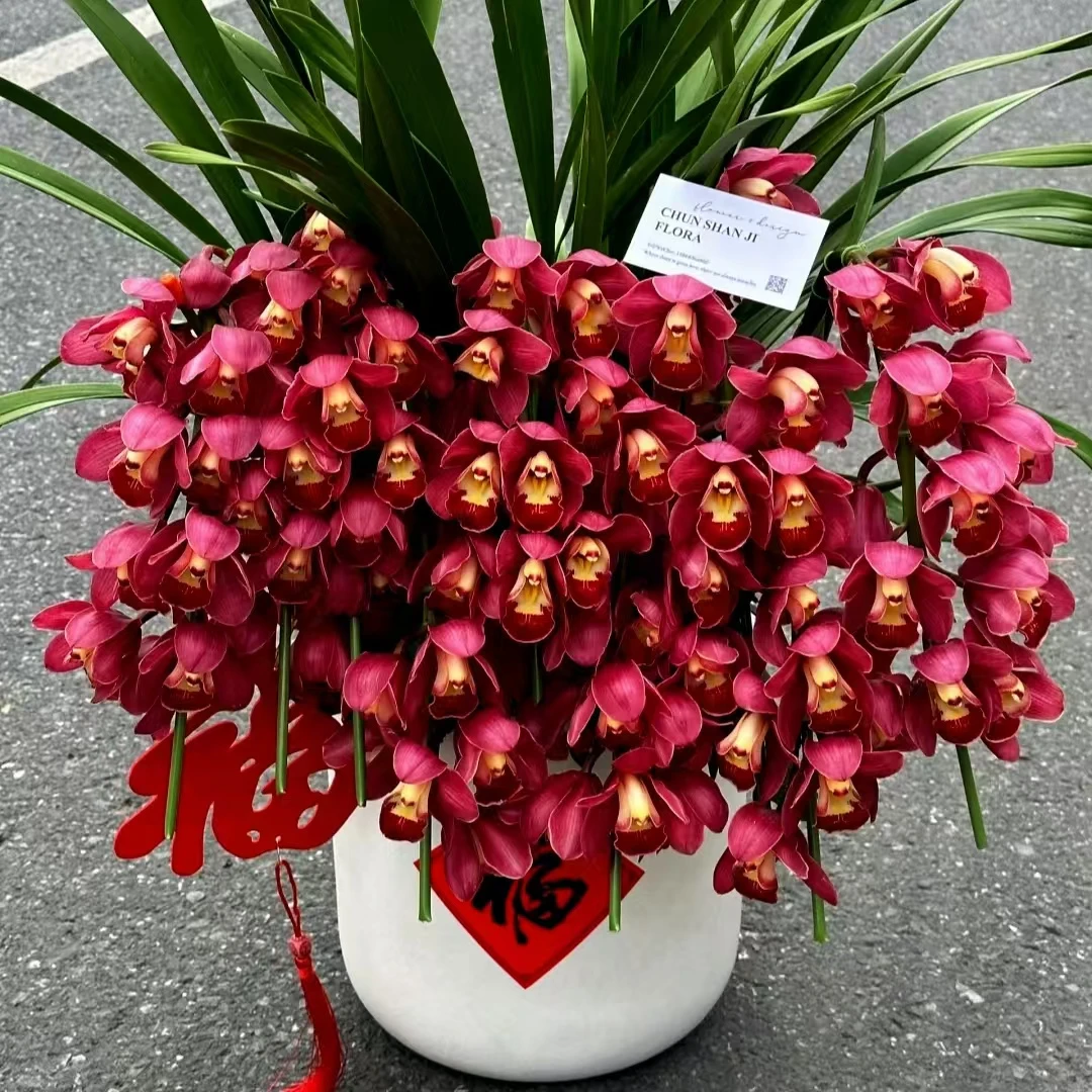 红袍大花惠兰 精致大花惠兰耐寒好养兰云南鲜花绿植