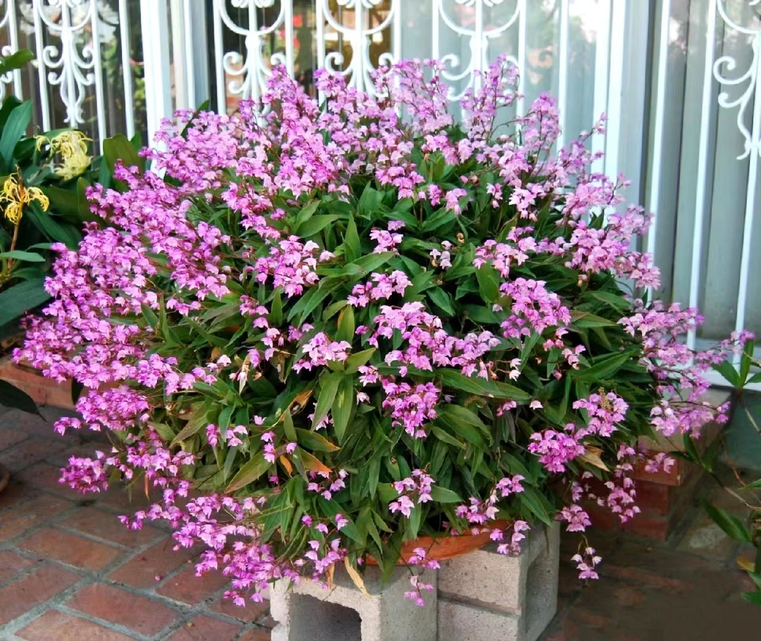 澳洲香水石斛（细叶微黄）耐寒好养室内阳台植物 云南鲜花绿植