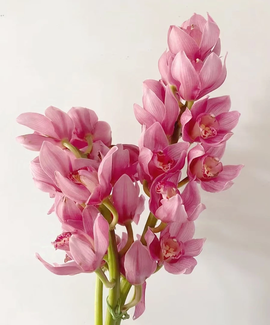 英雄 多支精致兰花粉红爆花耐寒好养兰室内阳台 云南鲜花绿植