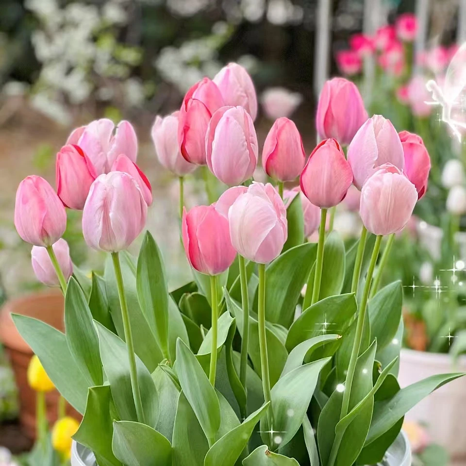 特价神秘范伊克郁金香 5颗爆花花期长室内阳台庭院 云南鲜花绿植