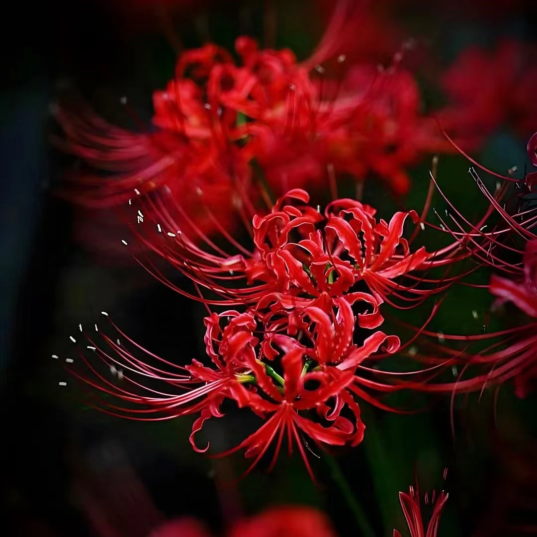 彼岸花 10颗种球爆花好养花期长室内庭院 云南鲜花绿植