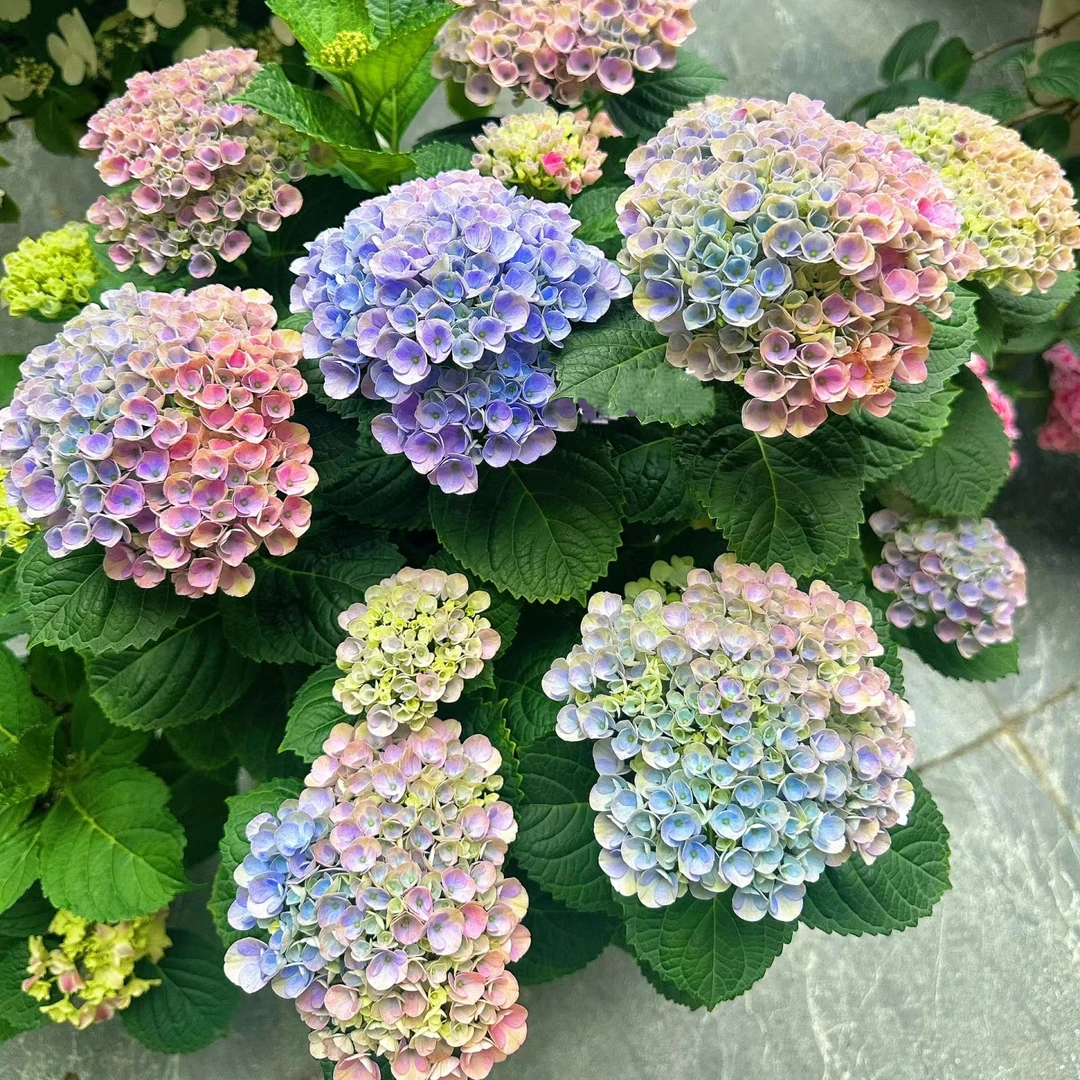 魔幻革命 (中)变色绣球盆栽爆花阳台庭院 云南鲜花绿植