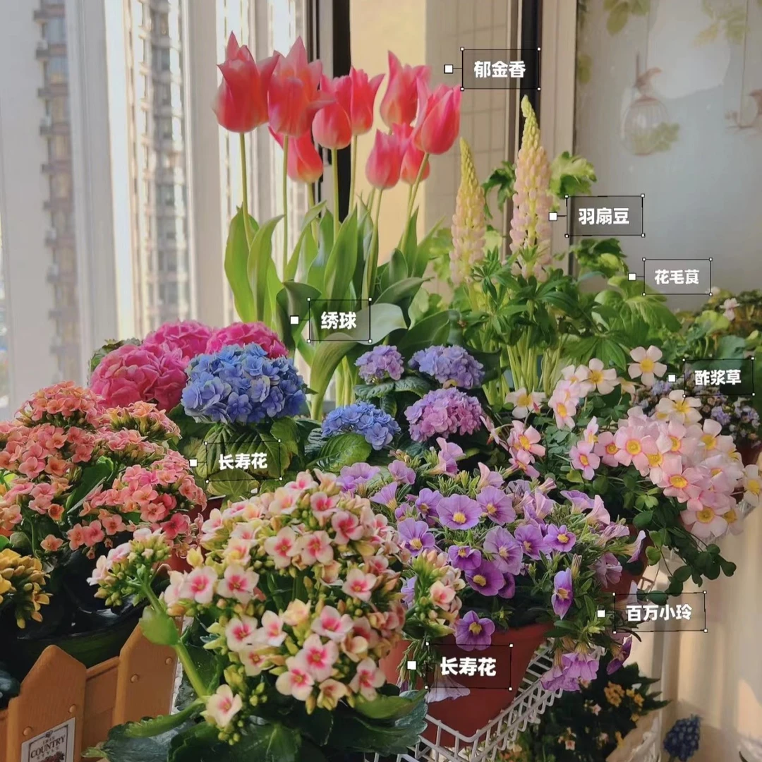 【梦宇的花】福利盆栽大链接专用 云南鲜花绿植
