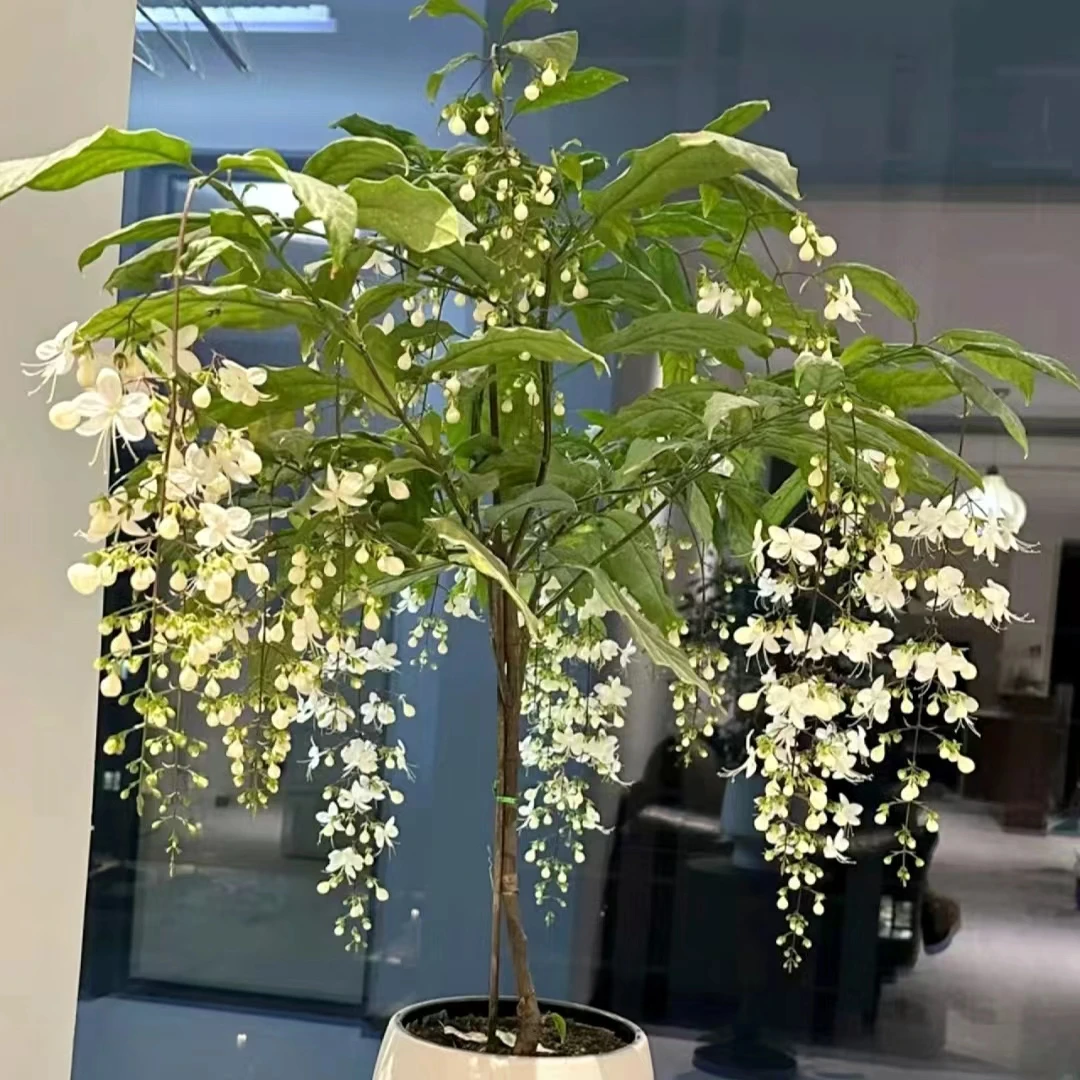 垂丝茉莉 盆栽白色爆花花期长室内阳台植物云南鲜花绿植