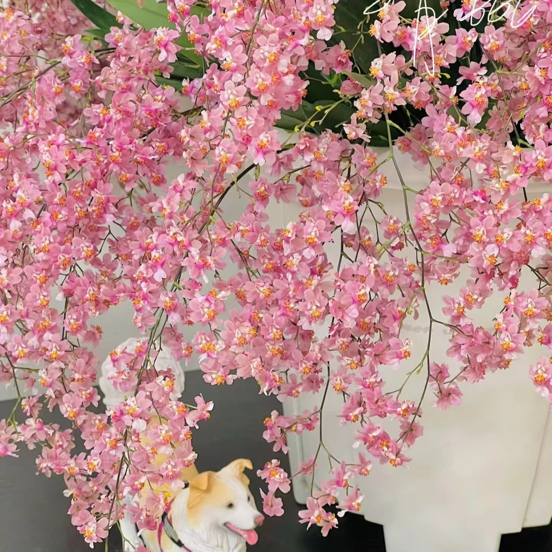 精品粉色梦香兰 (15支长花剑)精致爆花带香味耐寒云南鲜花绿植