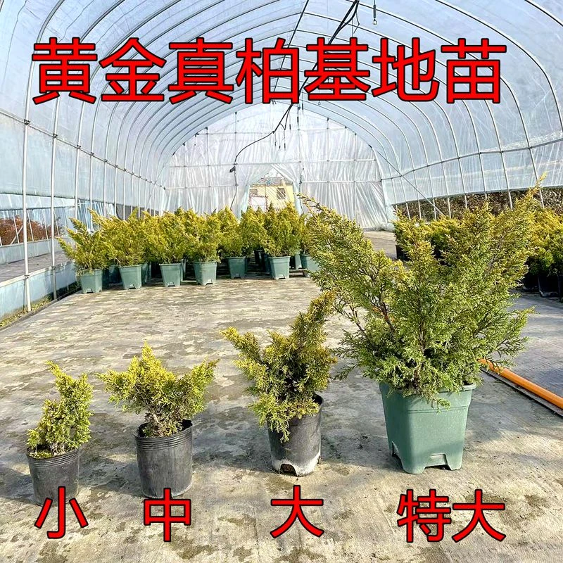 黄金真柏素材苗盆景苗基地直发系鱼川针柏济州真柏