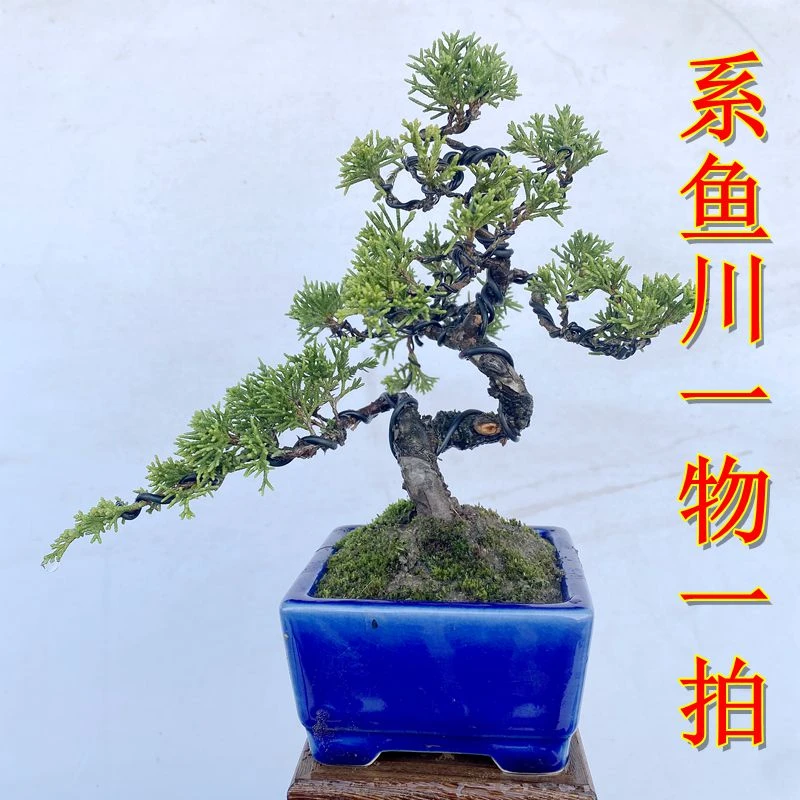 系鱼川针柏济州针柏造型苗素材苗大小苗基地直发盆景桩