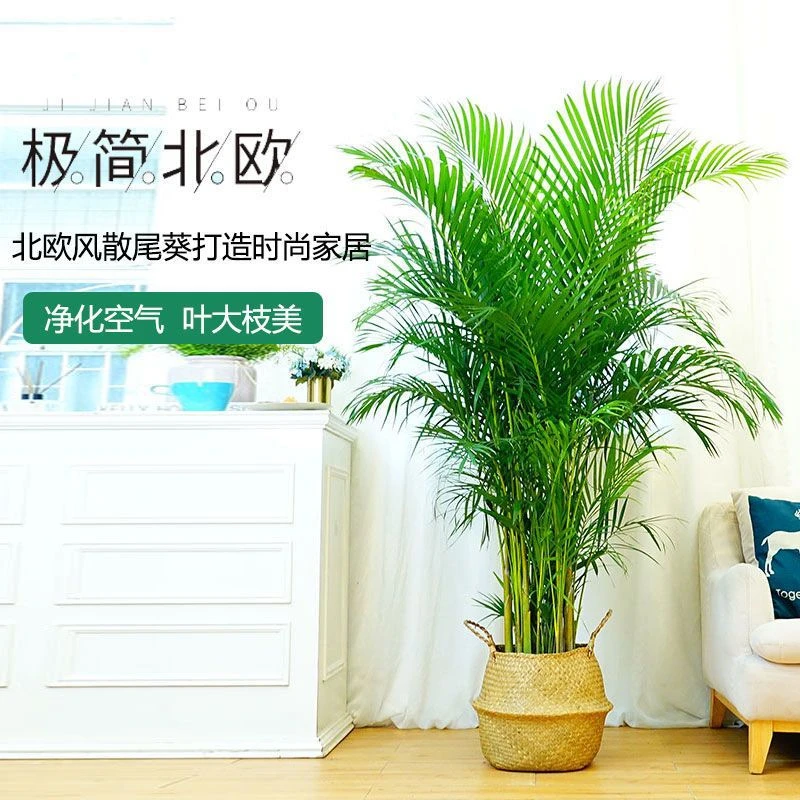 基地直销旺宅绿植大型散尾葵风水师建议高端正品档次花卉植物盆栽