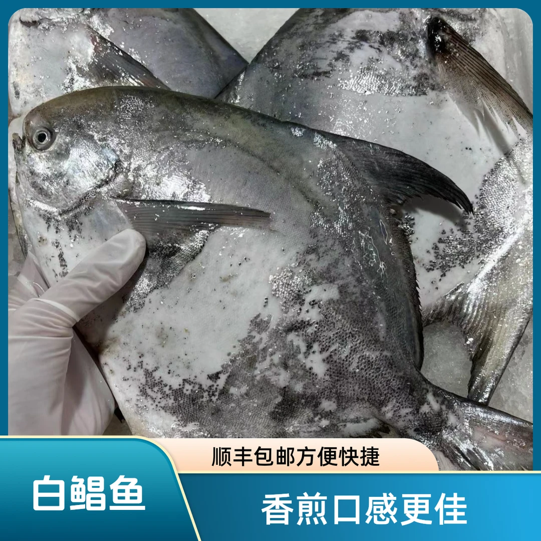 白鲳鱼深海鱼 新鲜肉质鲜嫩清蒸 香煎3-10斤顺丰包邮