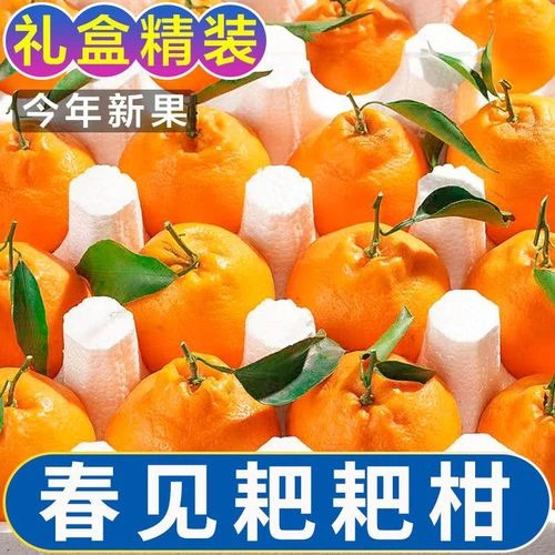 四川春见耙耙柑橘子正宗粑粑柑新鲜水果柑橘并非丑橘丑桔丑八怪甜