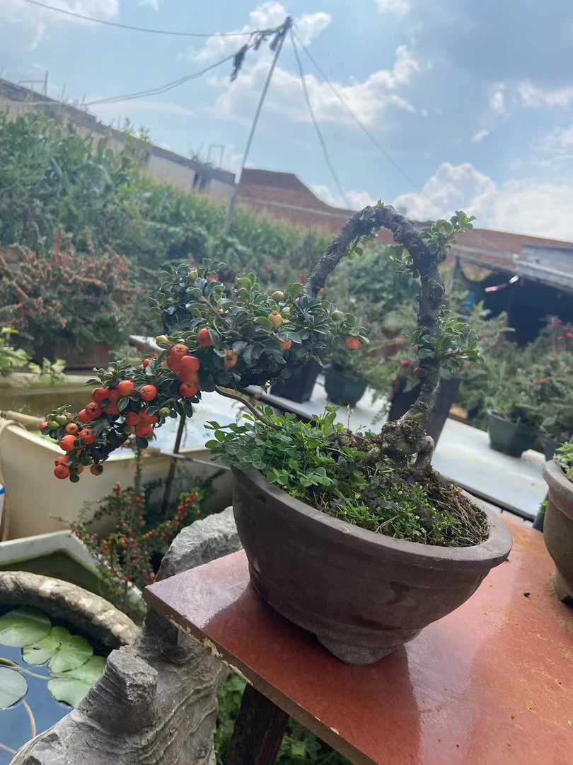 各种盆景荀子，大果，红宝石，珍珠米叶盆景荀子直播间链接一物一拍