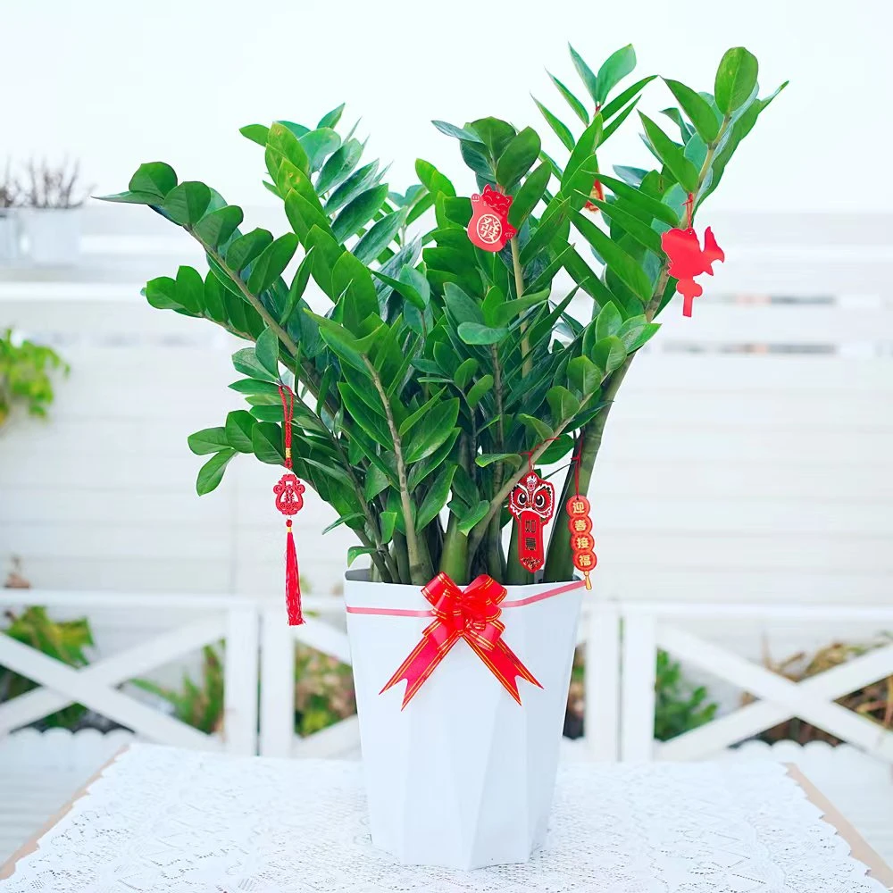 70-85厘米大型绿植金钱树盆栽懒人植物客厅室内懒人好养钻石花盆