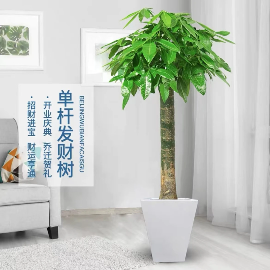 发财树1.4~1.6米 大型绿植盆栽室内客厅办公室阳台菱形盆寓意美好