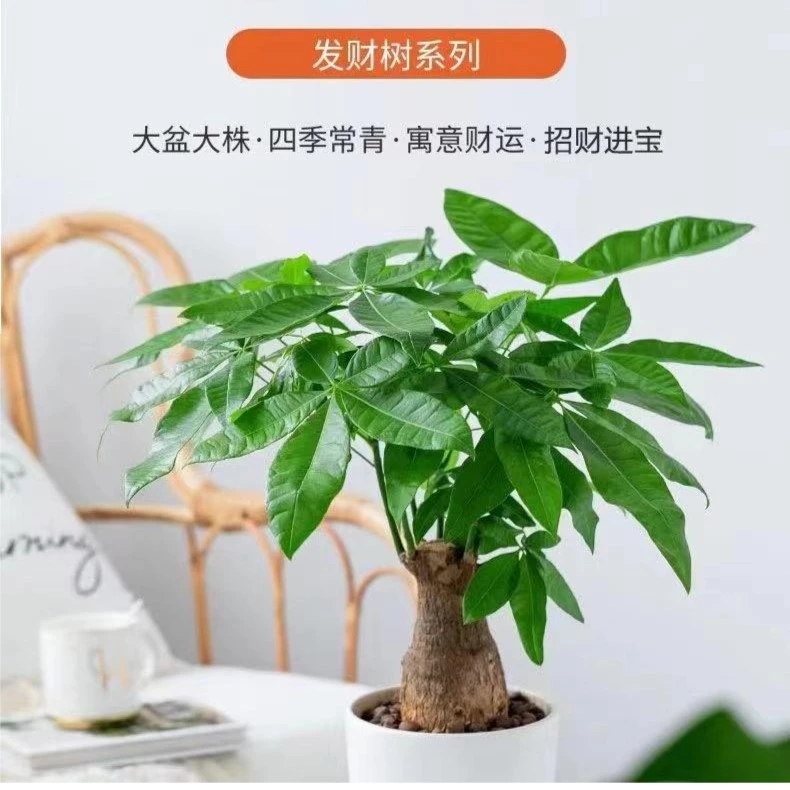 小发财树盆栽易活植物办公司四季长青绿植养护适用耐寒寓意美好