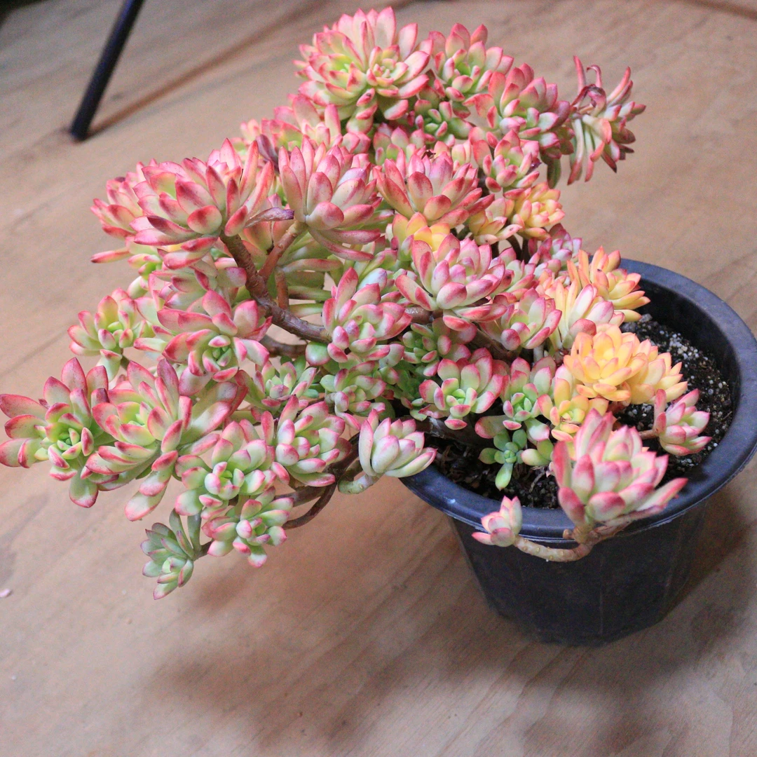 飘枝老桩叮当锦进口老桩溯源基地直发精品多肉植物种植庭院耐寒