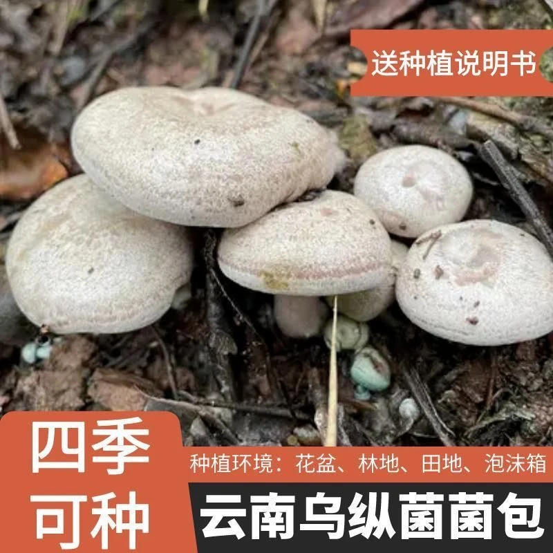 野生乌纵菌原种菌包 松菌 青碟菌 黄碟菌 松纵菌松菇人工种植菌包