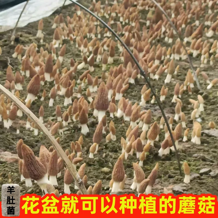 野生羊肚菌菌种家种子羊肚菜种食用菌阳台庭院羊肚菌新鲜人工种植