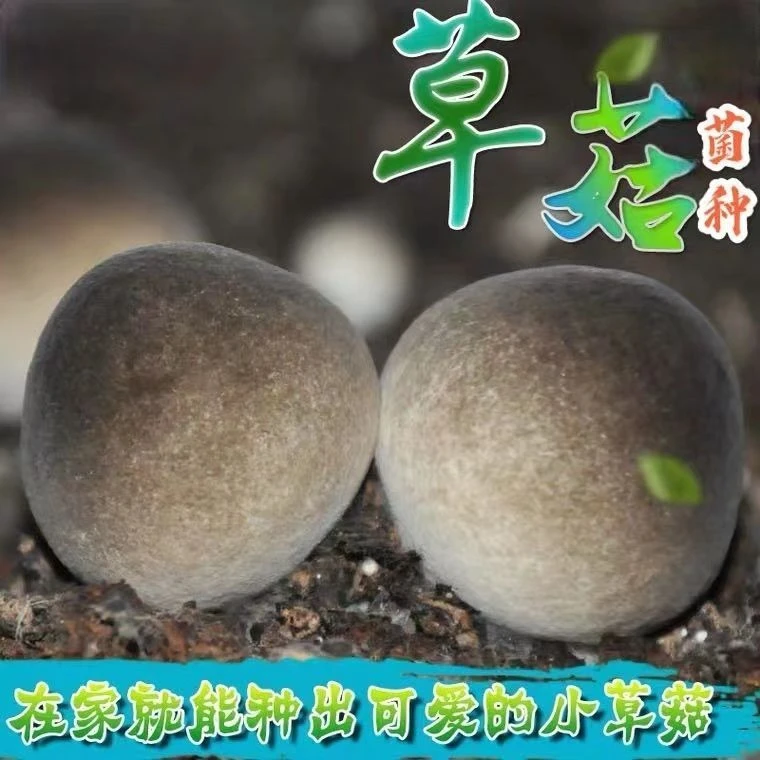 草菇菌种种植可土培撒播室内阳台盆景栽培菜地山地都可种植撒播